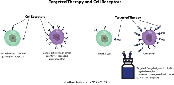 Diagram showing normal and cancer cells with differing receptor quantities and arrows indicating receptors on each cell.